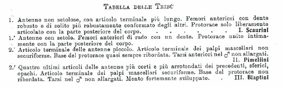 Tenebrionidae  del Giglio: Scaurus striatus, femmina